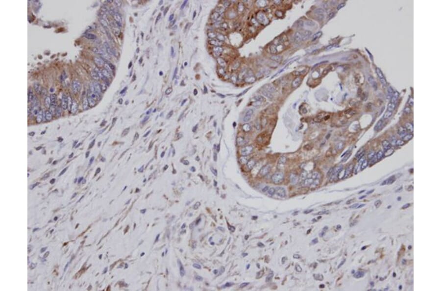 Immunohistochemistry - ASS1 antibody from Signalway Antibody (22017) - Antibodies.com