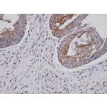 Immunohistochemistry - ASS1 antibody from Signalway Antibody (22017) - Antibodies.com