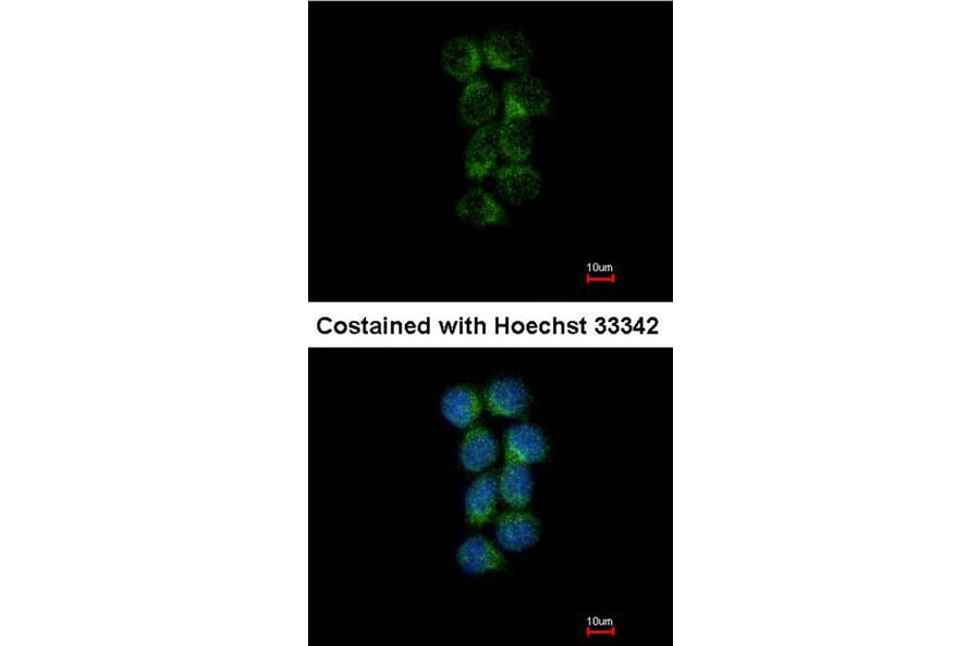 Immunofluorescence - ASS1 antibody from Signalway Antibody (22017) - Antibodies.com