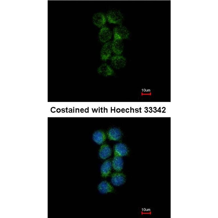 Immunofluorescence - ASS1 antibody from Signalway Antibody (22017) - Antibodies.com