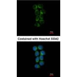 Immunofluorescence - ASS1 antibody from Signalway Antibody (22017) - Antibodies.com