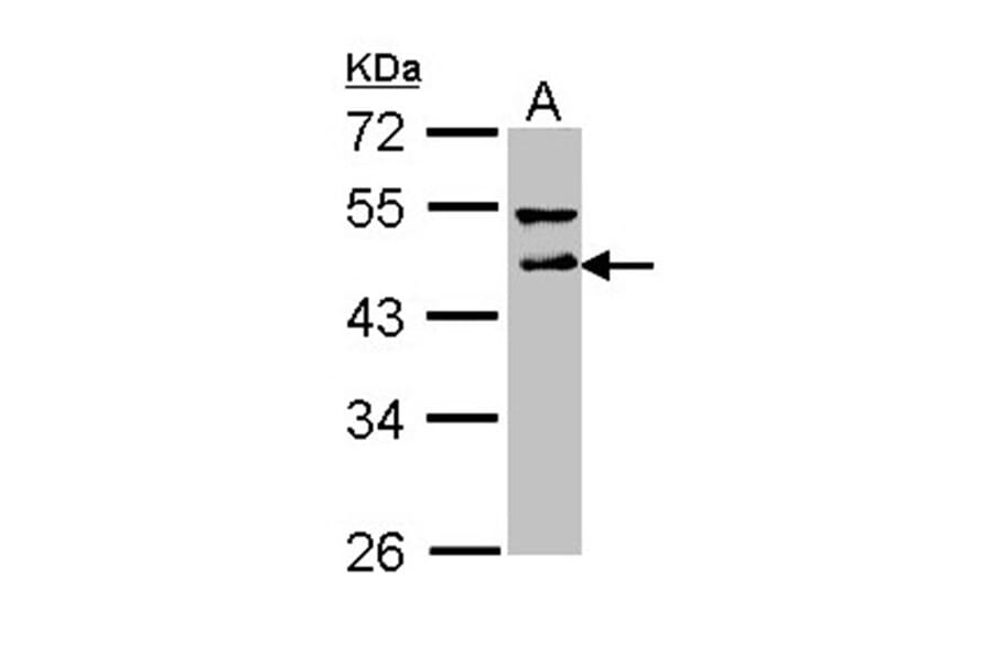 DLST antibody from Signalway Antibody (22024) - Antibodies.com
