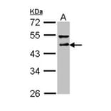 DLST antibody from Signalway Antibody (22024) - Antibodies.com
