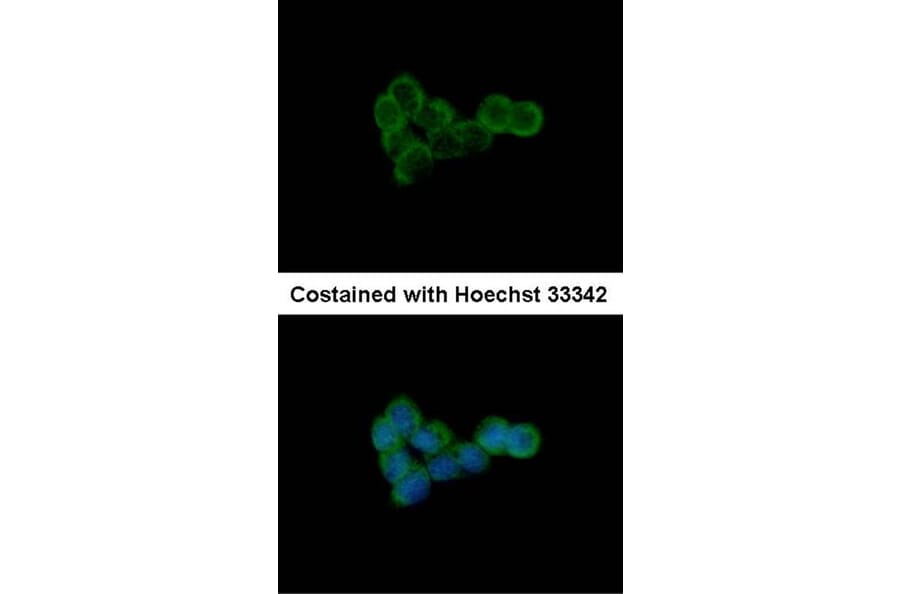 Immunofluorescence - DLST antibody from Signalway Antibody (22024) - Antibodies.com