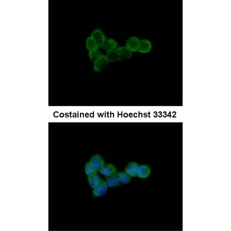 Immunofluorescence - DLST antibody from Signalway Antibody (22024) - Antibodies.com