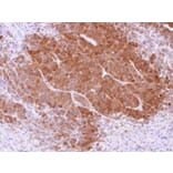 Immunohistochemistry - APRT antibody from Signalway Antibody (22026) - Antibodies.com