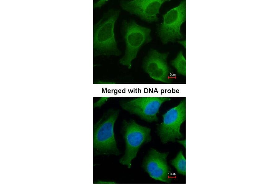Immunofluorescence - APRT antibody from Signalway Antibody (22026) - Antibodies.com