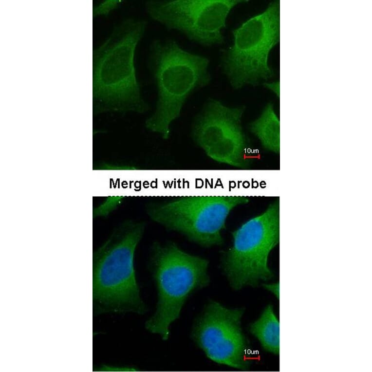 Immunofluorescence - APRT antibody from Signalway Antibody (22026) - Antibodies.com
