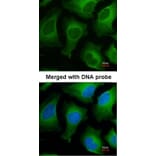 Immunofluorescence - APRT antibody from Signalway Antibody (22026) - Antibodies.com