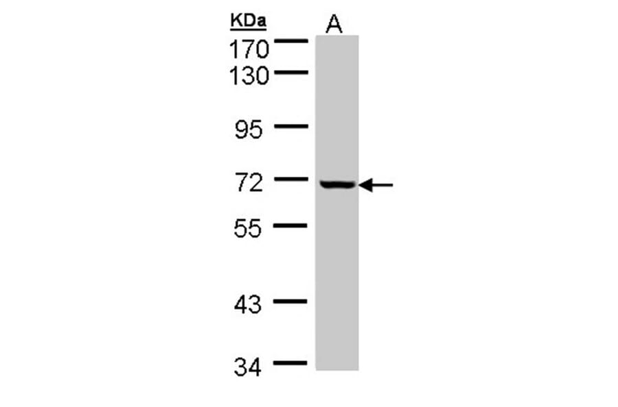 GLE1 antibody from Signalway Antibody (22060) - Antibodies.com