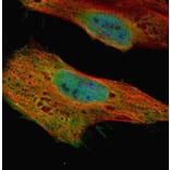 GLE1 antibody from Signalway Antibody (22060) - Antibodies.com