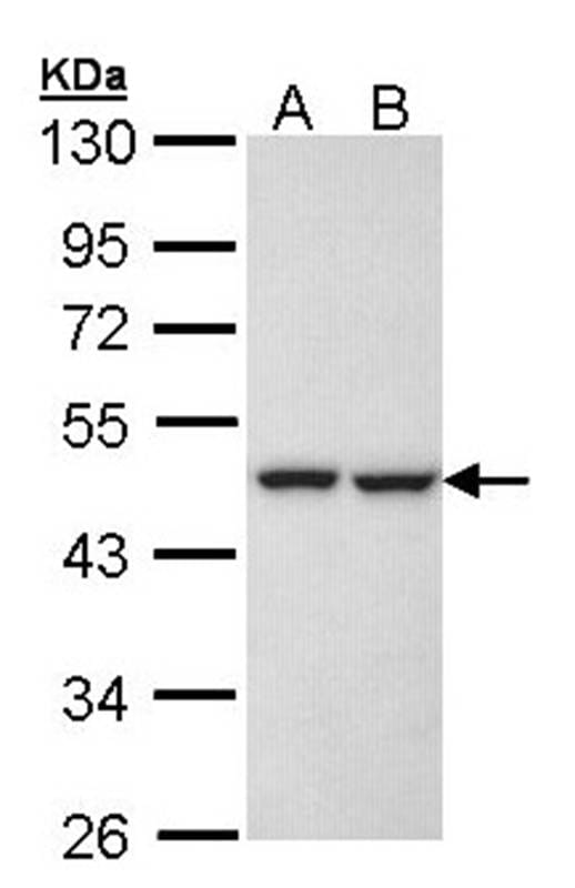 Sample (30 µg of whole cell lysate)  H1299 B: Hela 10% SDS PAGE Primary antibody diluted at 1: 1000