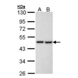 KRR1 antibody from Signalway Antibody (22069) - Antibodies.com