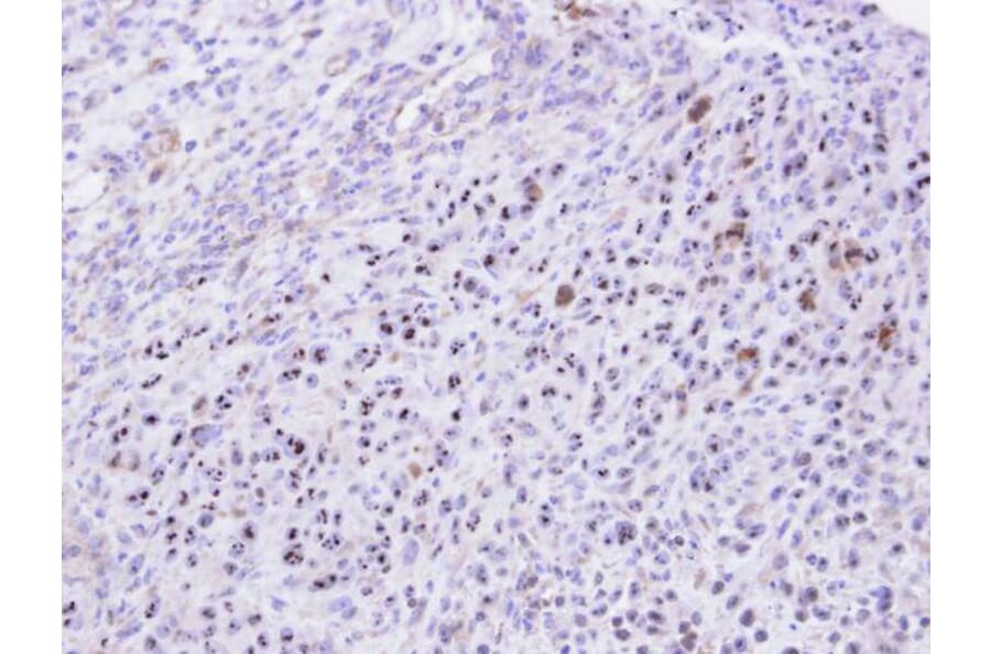 Immunohistochemistry - KRR1 antibody from Signalway Antibody (22069) - Antibodies.com