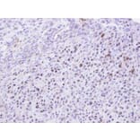 Immunohistochemistry - KRR1 antibody from Signalway Antibody (22069) - Antibodies.com