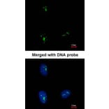 Immunofluorescence - KRR1 antibody from Signalway Antibody (22069) - Antibodies.com