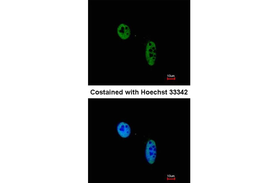 Immunofluorescence - RAG2 antibody from Signalway Antibody (22074) - Antibodies.com