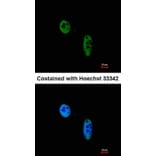Immunofluorescence - RAG2 antibody from Signalway Antibody (22074) - Antibodies.com