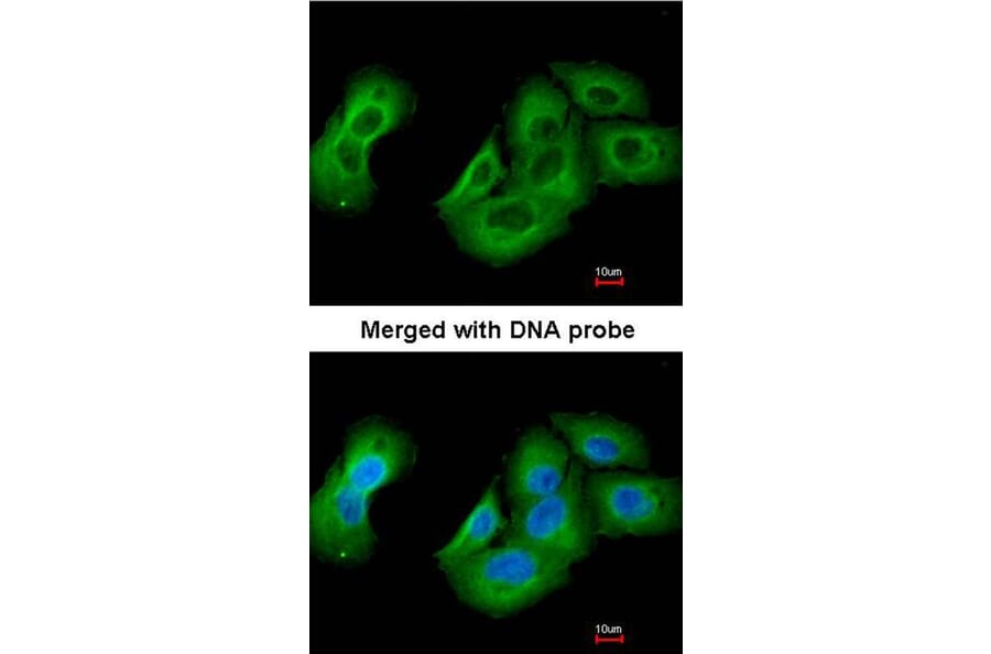 Immunofluorescence - UAP1 antibody from Signalway Antibody (22080) - Antibodies.com