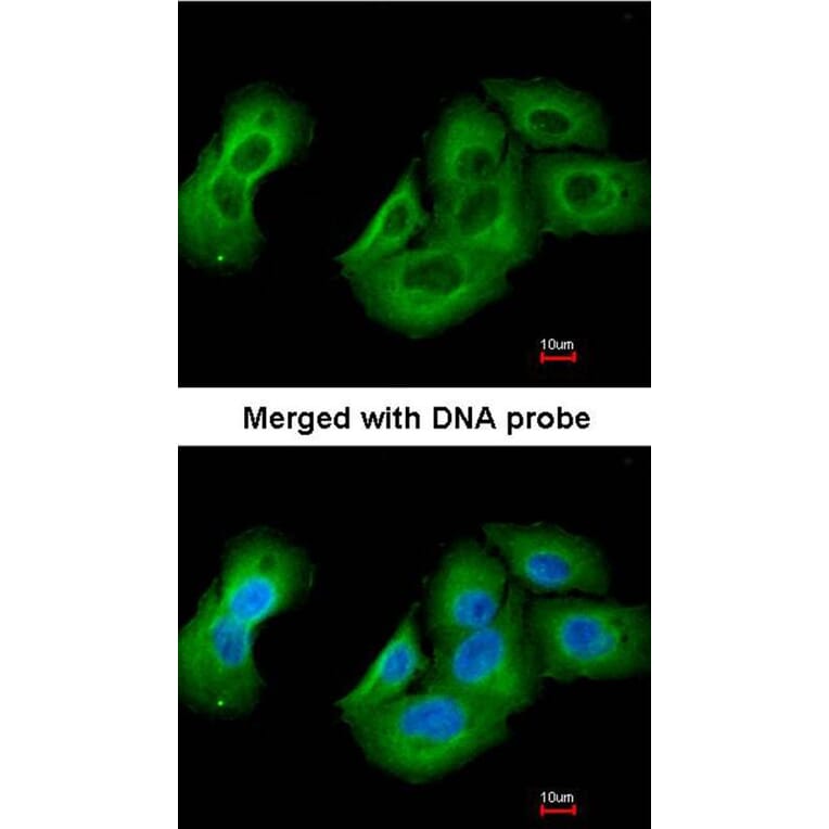 Immunofluorescence - UAP1 antibody from Signalway Antibody (22080) - Antibodies.com