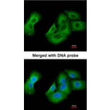 Immunofluorescence - UAP1 antibody from Signalway Antibody (22080) - Antibodies.com
