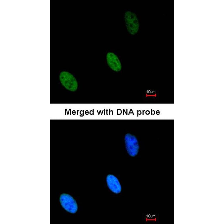 Immunofluorescence - ZHX2 antibody from Signalway Antibody (22147) - Antibodies.com