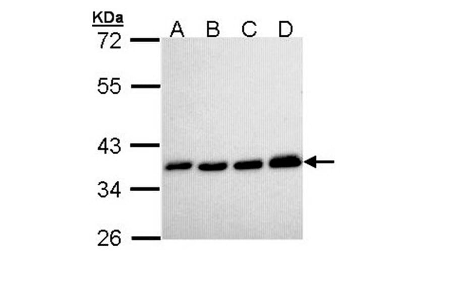 PPA1 antibody from Signalway Antibody (22152) - Antibodies.com