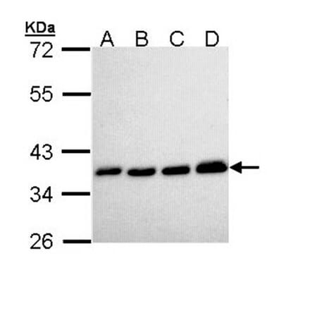 PPA1 antibody from Signalway Antibody (22152) - Antibodies.com