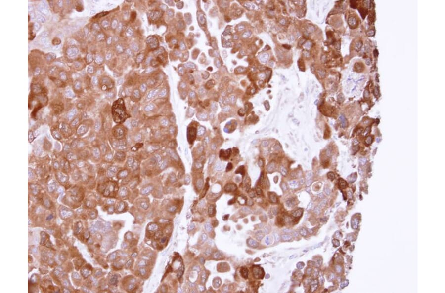 Immunohistochemistry - PPA1 antibody from Signalway Antibody (22152) - Antibodies.com