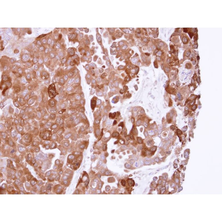 Immunohistochemistry - PPA1 antibody from Signalway Antibody (22152) - Antibodies.com