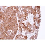 Immunohistochemistry - PPA1 antibody from Signalway Antibody (22152) - Antibodies.com