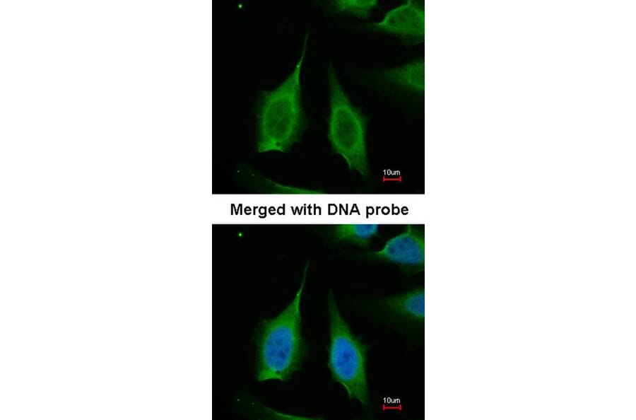 Immunofluorescence - PPA1 antibody from Signalway Antibody (22152) - Antibodies.com