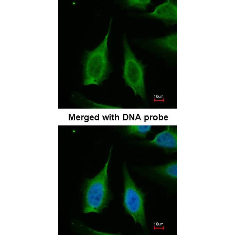 Immunofluorescence - PPA1 antibody from Signalway Antibody (22152) - Antibodies.com