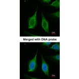 Immunofluorescence - PPA1 antibody from Signalway Antibody (22152) - Antibodies.com