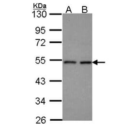 HEAB antibody from Signalway Antibody (22240) - Antibodies.com
