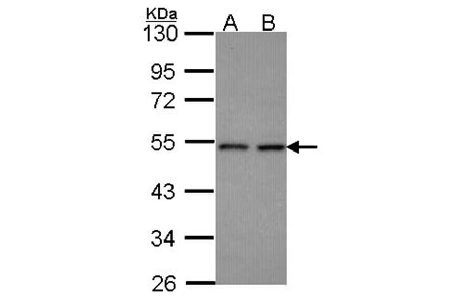 HEAB antibody from Signalway Antibody (22240) - Antibodies.com