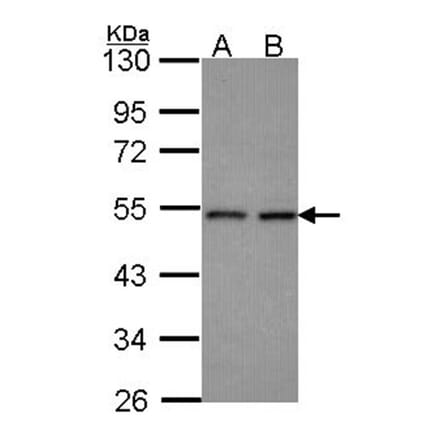 HEAB antibody from Signalway Antibody (22240) - Antibodies.com