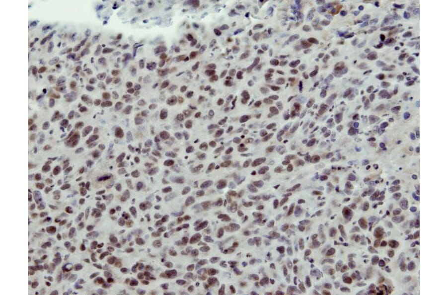 Immunohistochemistry - HEAB antibody from Signalway Antibody (22240) - Antibodies.com