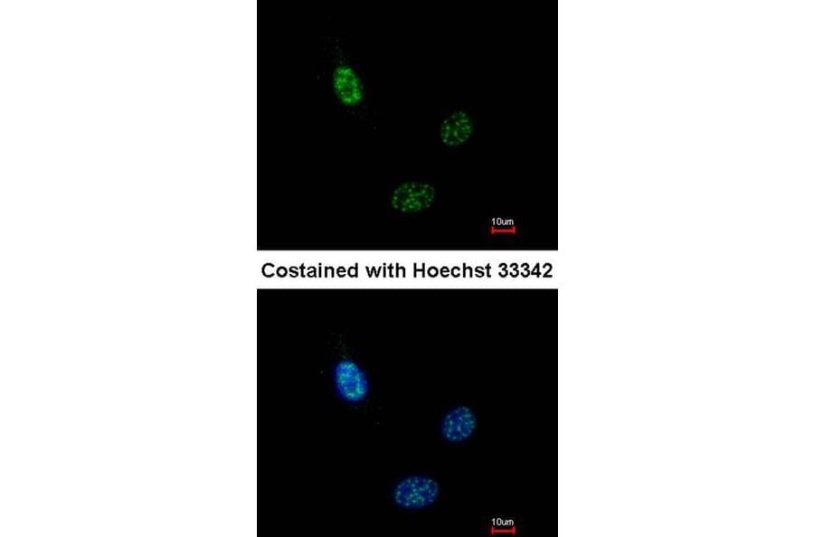 Immunofluorescence - HEAB antibody from Signalway Antibody (22240) - Antibodies.com