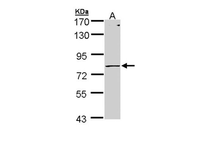 PIGR antibody from Signalway Antibody (22269) - Antibodies.com