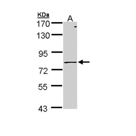 PIGR antibody from Signalway Antibody (22269) - Antibodies.com