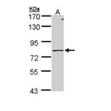 PIGR antibody from Signalway Antibody (22269) - Antibodies.com