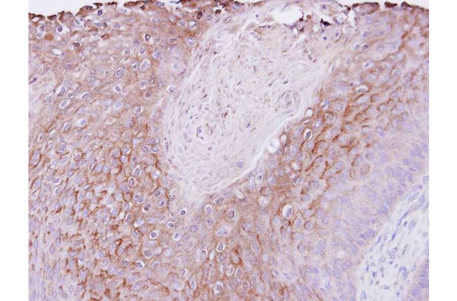 Immunohistochemistry - PIGR antibody from Signalway Antibody (22269) - Antibodies.com