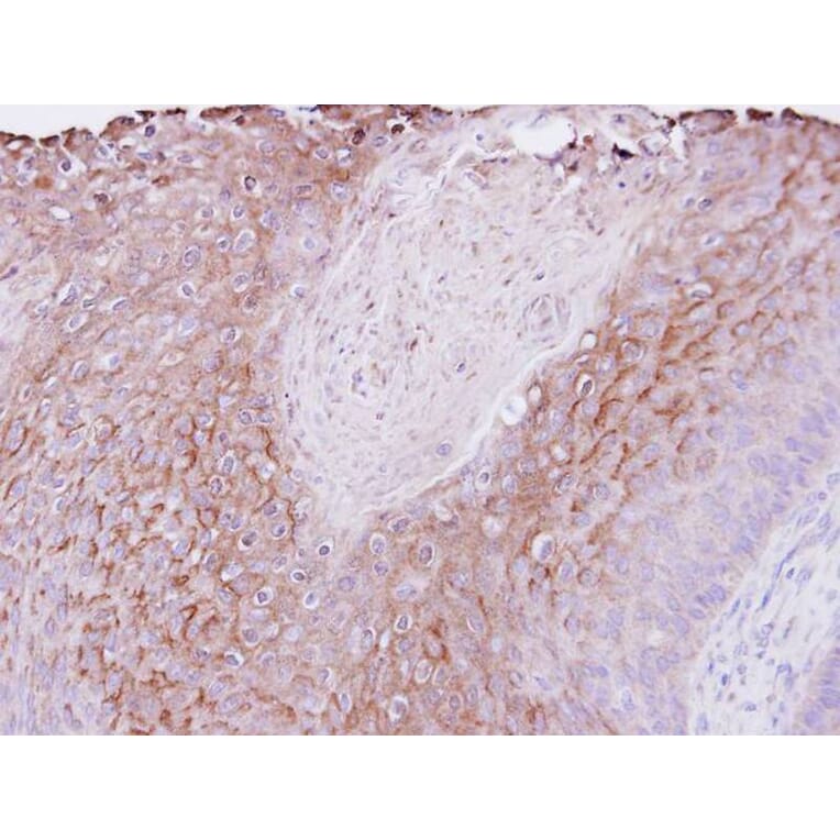 Immunohistochemistry - PIGR antibody from Signalway Antibody (22269) - Antibodies.com