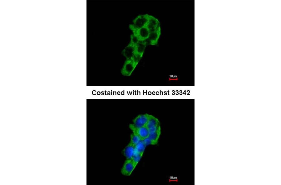 Immunofluorescence - PIGR antibody from Signalway Antibody (22269) - Antibodies.com