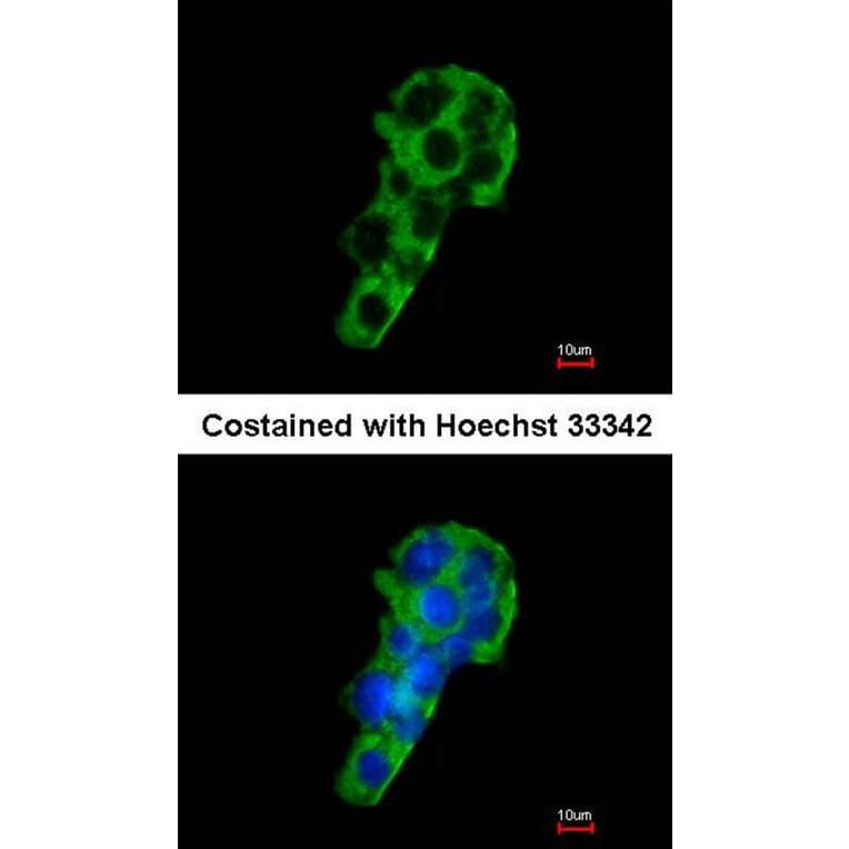 Immunofluorescence - PIGR antibody from Signalway Antibody (22269) - Antibodies.com