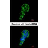 Immunofluorescence - PIGR antibody from Signalway Antibody (22269) - Antibodies.com