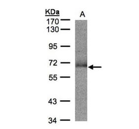 SUOX antibody from Signalway Antibody (22275) - Antibodies.com