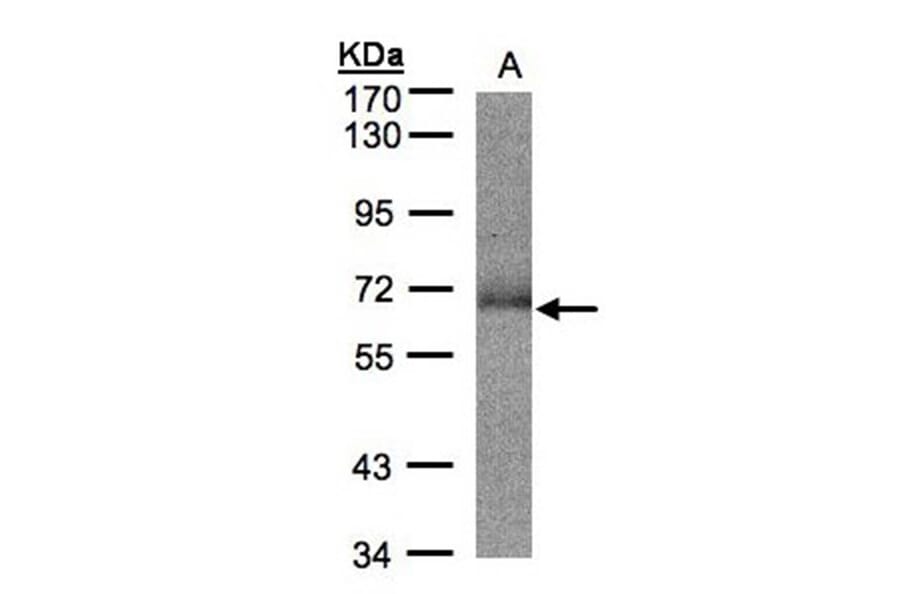 SUOX antibody from Signalway Antibody (22275) - Antibodies.com
