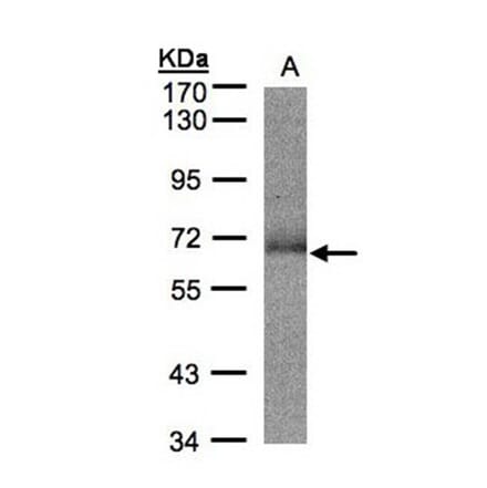 SUOX antibody from Signalway Antibody (22275) - Antibodies.com